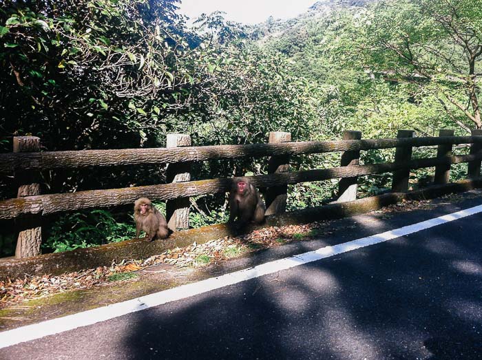 Monkeys in Yakushima, Japan