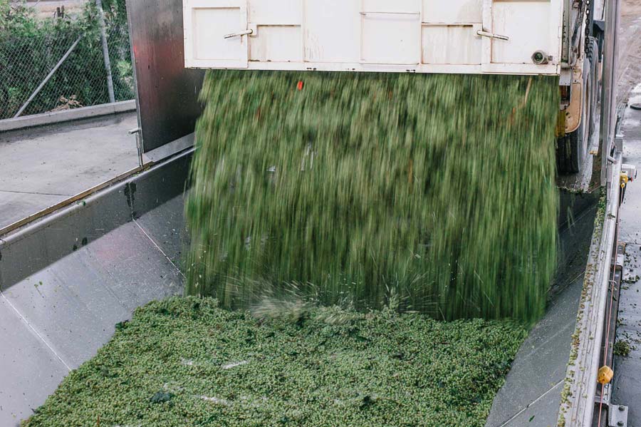 Truck dumping grapes into tank Australia Griffith