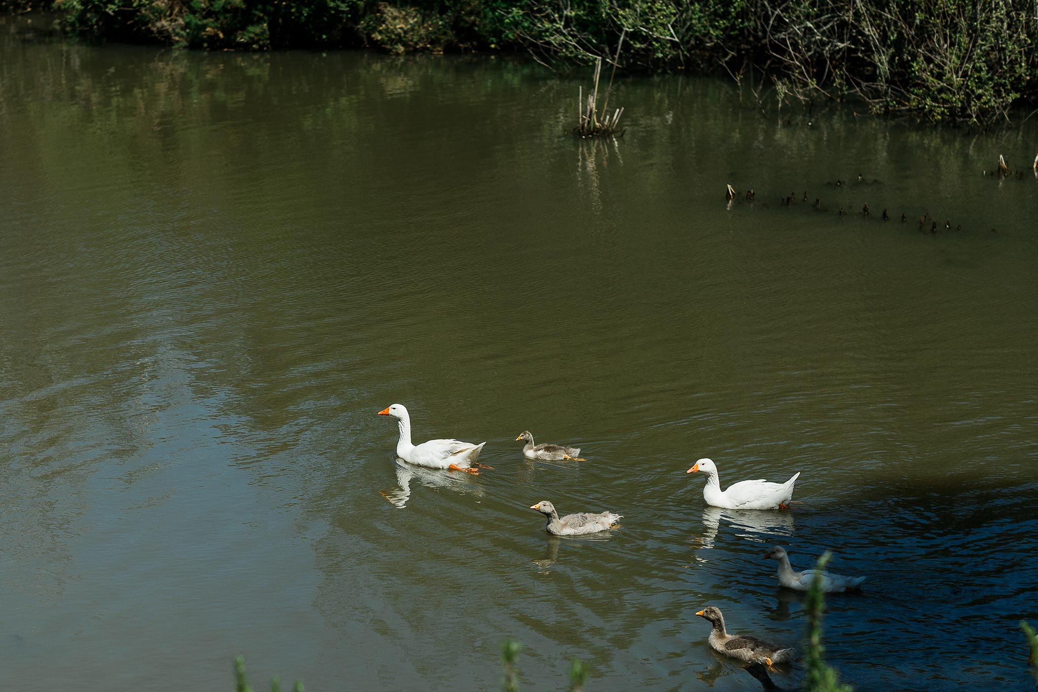 Daylesford-Lake-House-Wedding-Photography-ducks