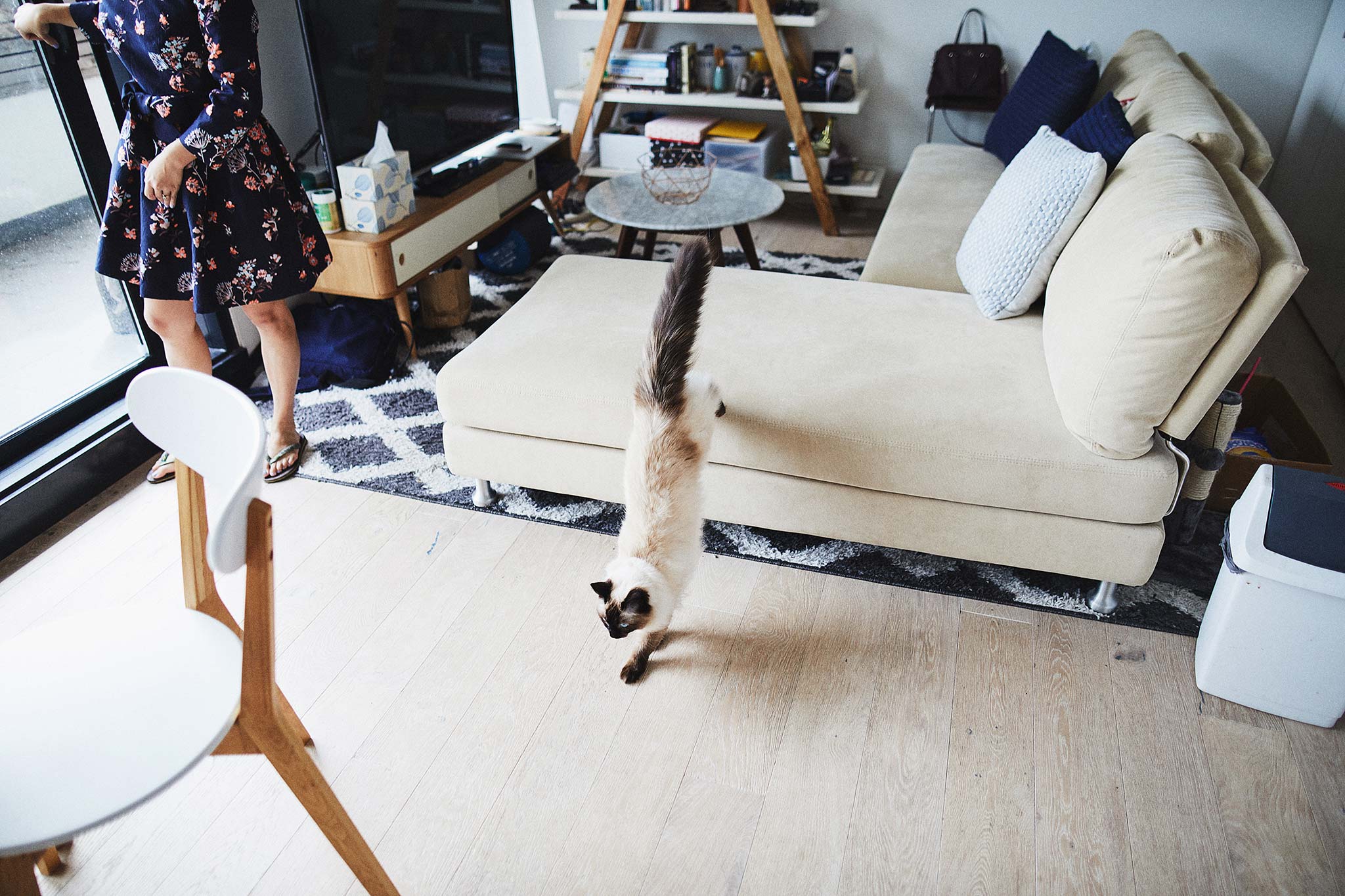 windsor-engagement-lifestyle-photographer-melbourne-home-cat