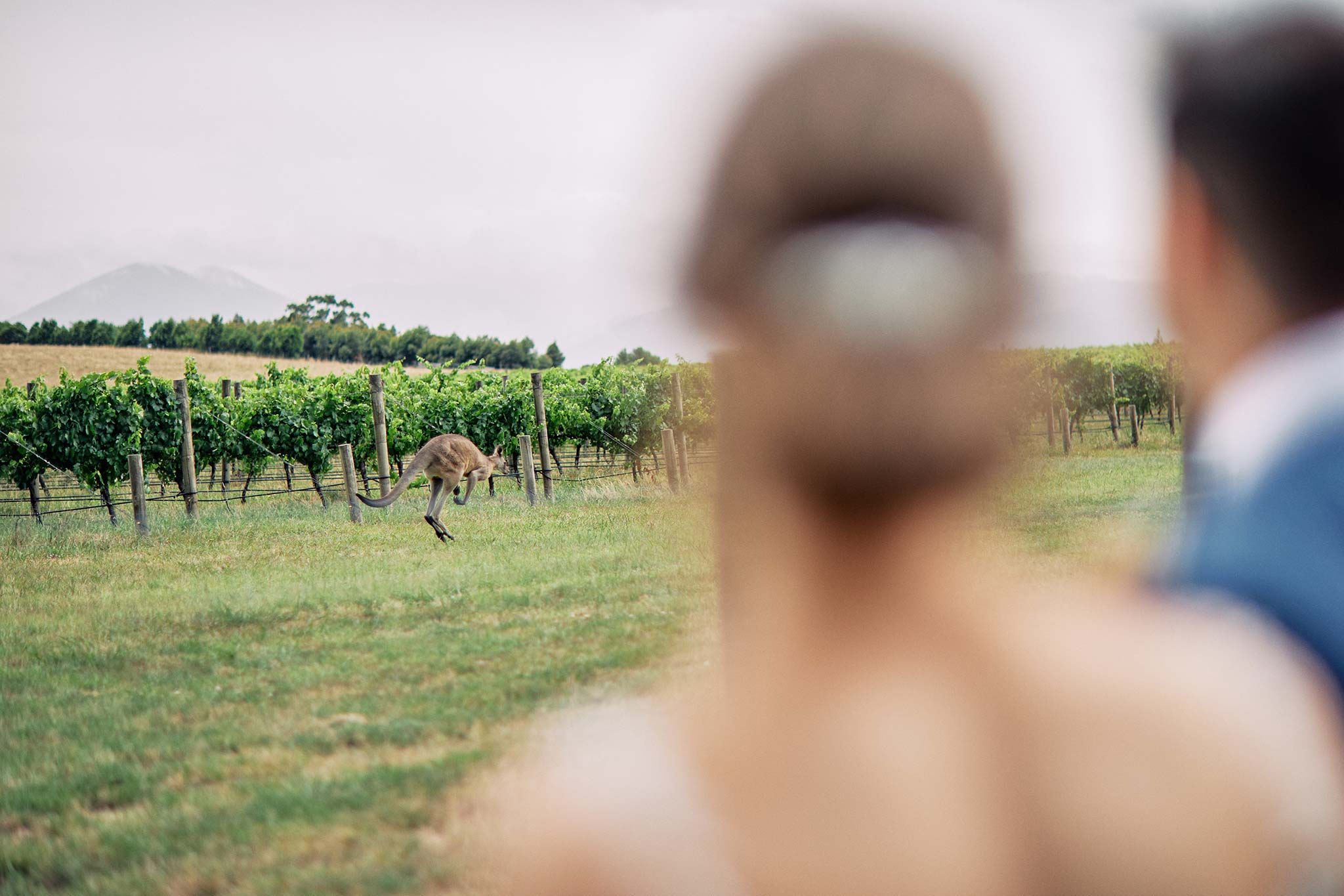 Zonzo estate wedding kangaroo spotting