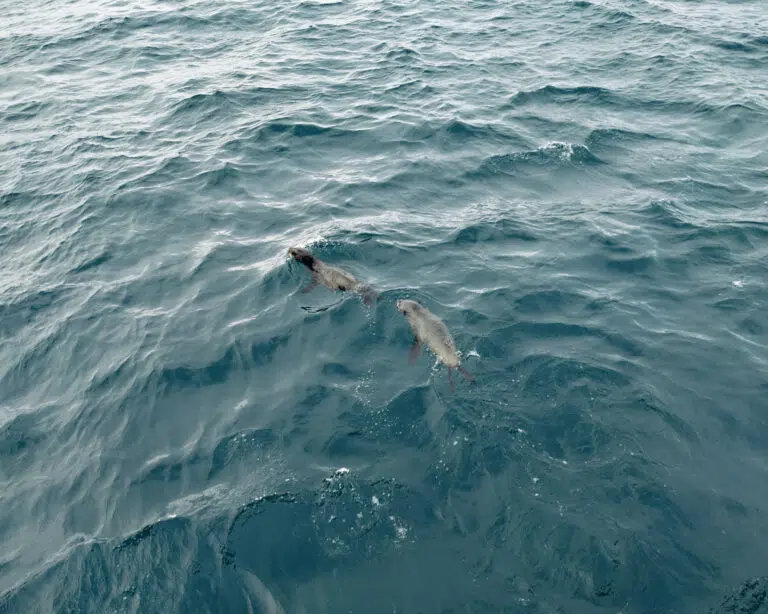 seals-seen-phillip-island-wild-life-cruise