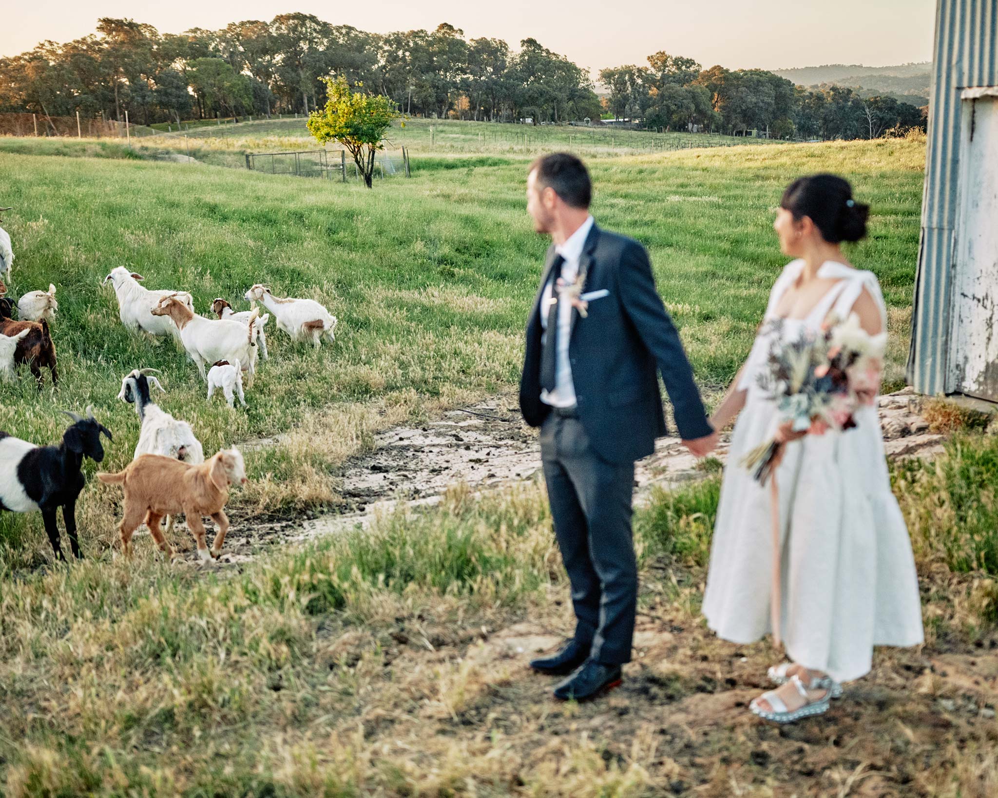 The Farm Yarra Valley Wedding bride groom and sheep